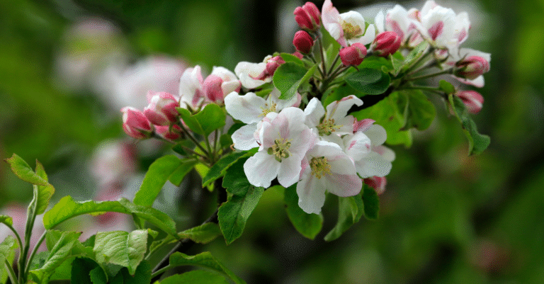 The Green Blossom