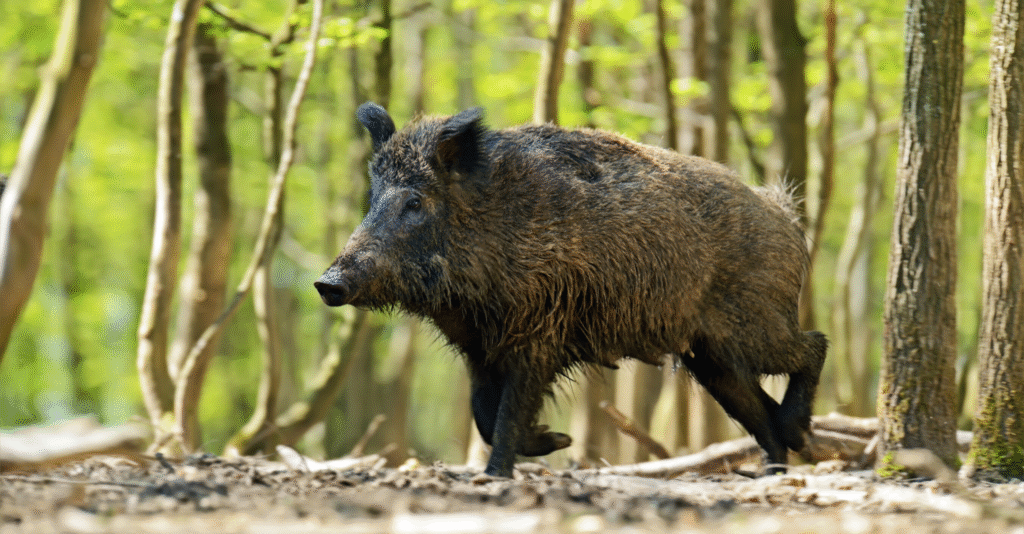 Sanglier-danger.com : découvrez le site humoristique et immersif qui fait le buzz Sanglier-danger.com